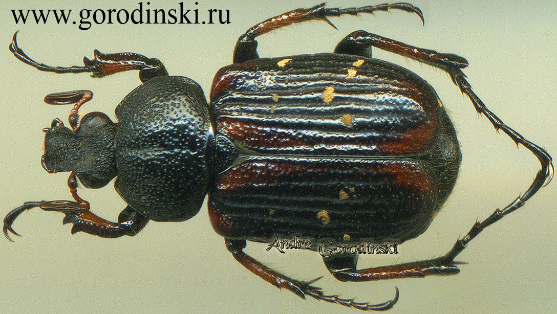 http://www.gorodinski.ru/cetoniidae/Paratrichius sp.6.jpg